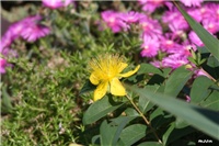 c7b5a73c-IMG_7312 pljuskavica.jpg